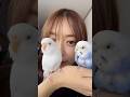 迷い鳥と、知人から引き取った子です🕊️🕊️ #セキセイインコ