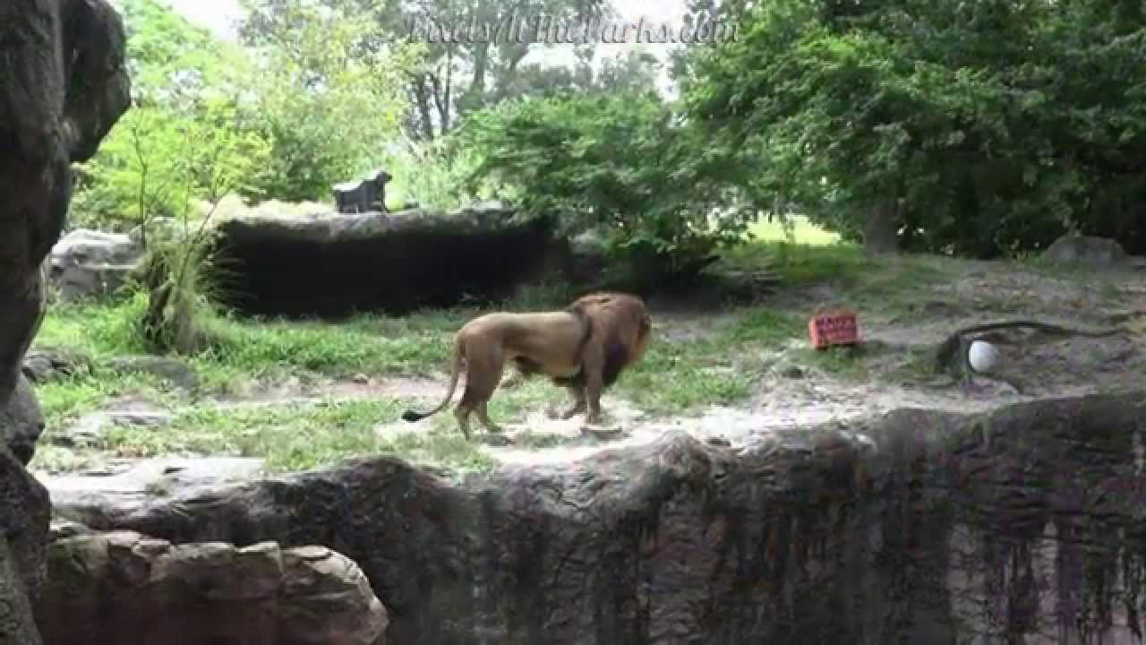 World Lion Day 2015 at Busch Gardens Tampa YouTube