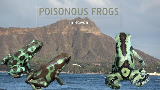 Poisonous Frogs in Hawaii!! @loub747