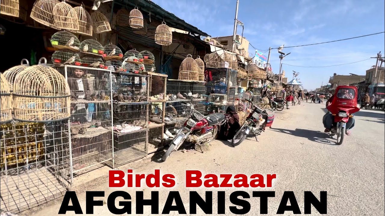 Kandahar Afghanistan | Birds Bazzar | VLOG