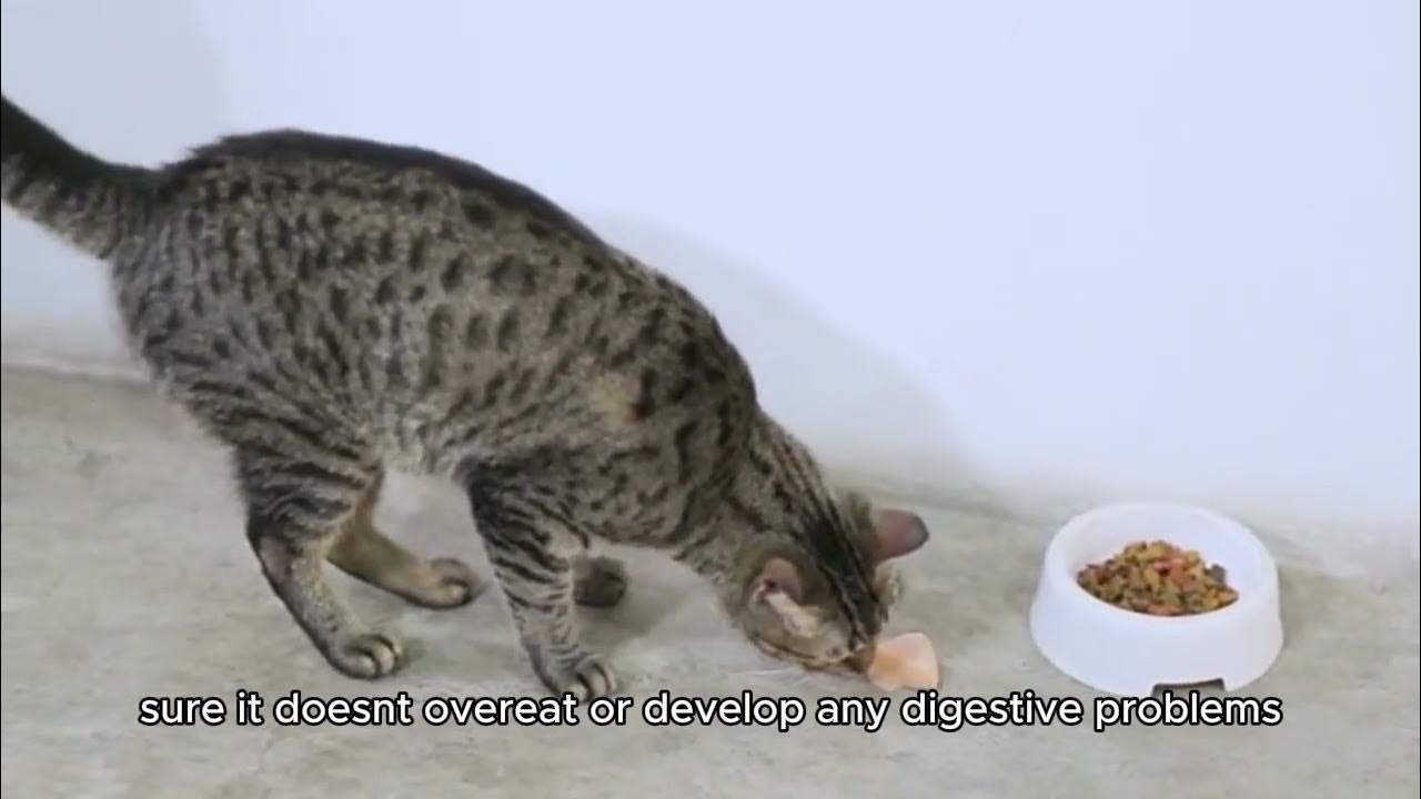 How to Safely Introduce Food to a Stray Kitten: A Step-by-Step Guide