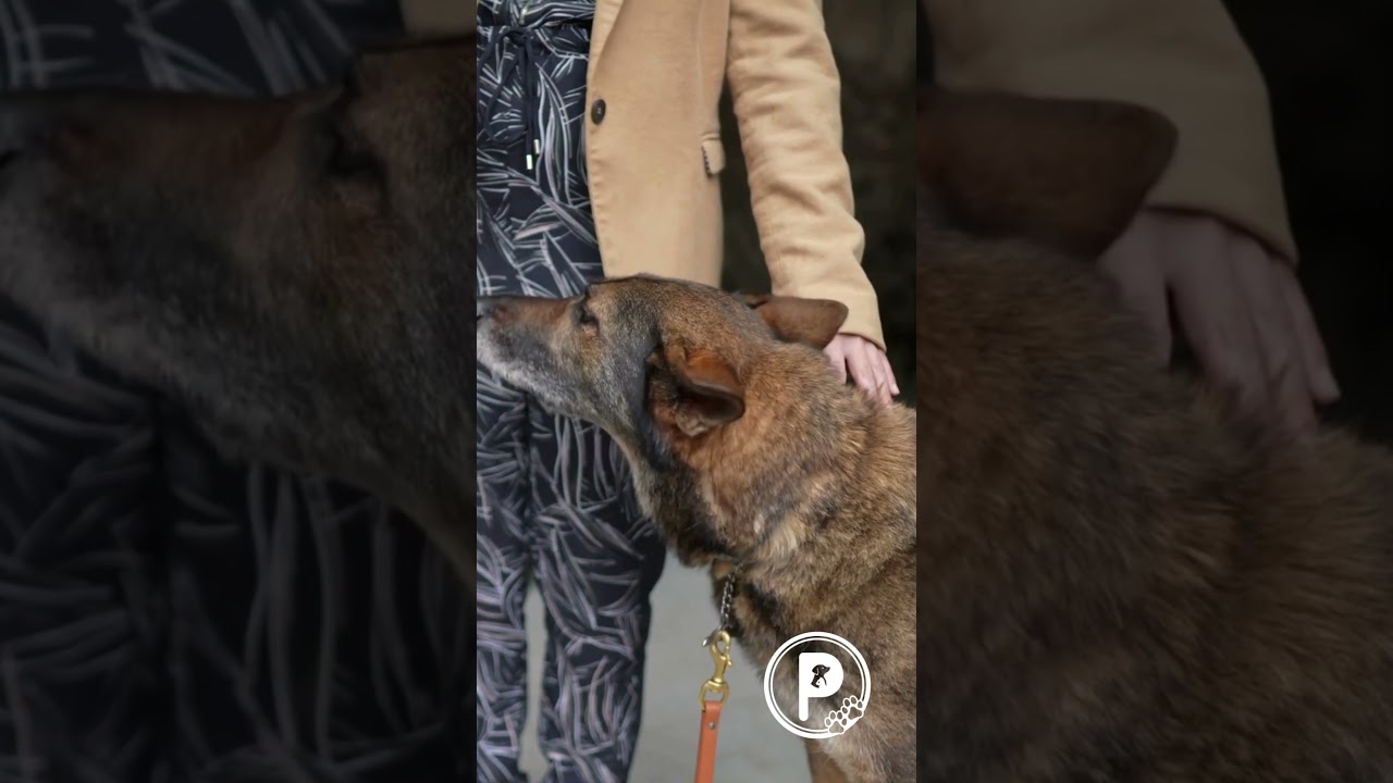 September is National Guide Dog Month! 🦮💛