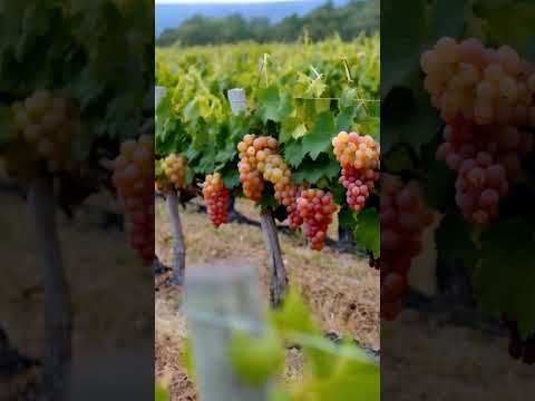 The magic of grapes 6