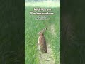 #feldhase #hare #hase #wildlife #wildnis #nature #natur #birding #birdwatching #birds #vögel #wald