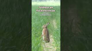 #feldhase #hare #hase #wildlife #wildnis #nature #natur #birding #birdwatching #birds #vögel #wald