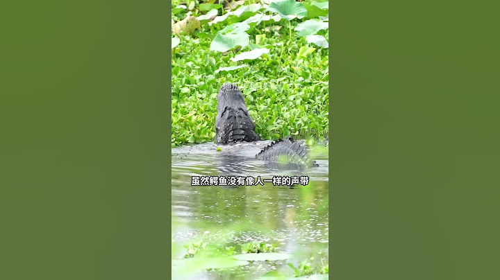 背部溅起水花，这是鳄鱼在低吼！