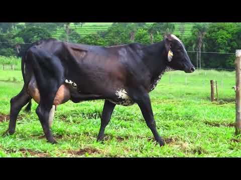 LOTE 17 JALU FIV KALIKA MOURA LEITE 2367 CK