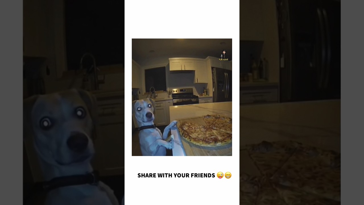 Hindi dubbing comedy video | animal voiceover video | dog funny voiceover video | animal aavaj 