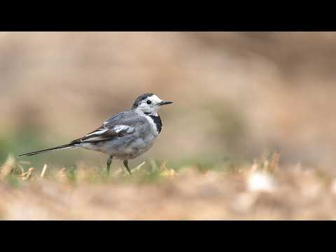 Why Do Pied Wagtails Never Stop Moving?