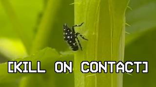 Spotted Lanternflies Are in My Garden. Here's What I Did.