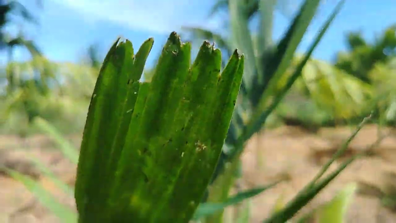 Kỷ thuật trồng cau ở Quảng Ngãi. Đơn giản bà con để ý mẹo này nhé. Trái đậu rất nhiều. 