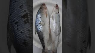 ang ating PAMBANSANG ISDA ' BANGUS'
