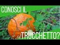 Trucco per riconoscere una zucca matura | ORTO E GIARDINAGGIO