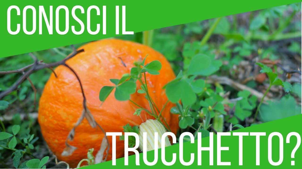 Trucco per riconoscere una zucca matura | ORTO E GIARDINAGGIO