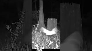 Trail Camera Infrared Attracts Bats and Insects #nature #wildlife #animals