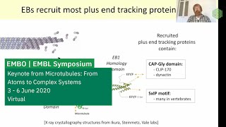 Keynote Lecture: TuRC-mediated microtubule nucleation and the GTP cap