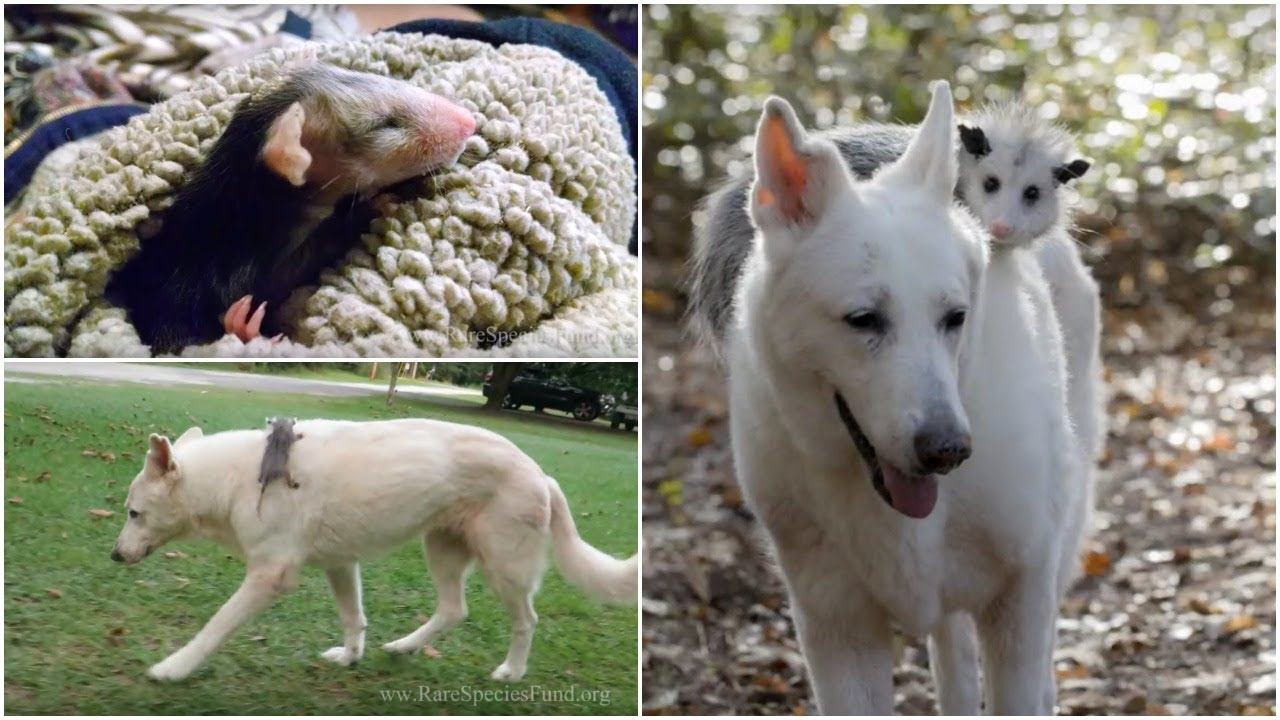 adopted child syndrome Dog Adopted Baby Opossum And After Many Years She Still Carries Him On Her Back.