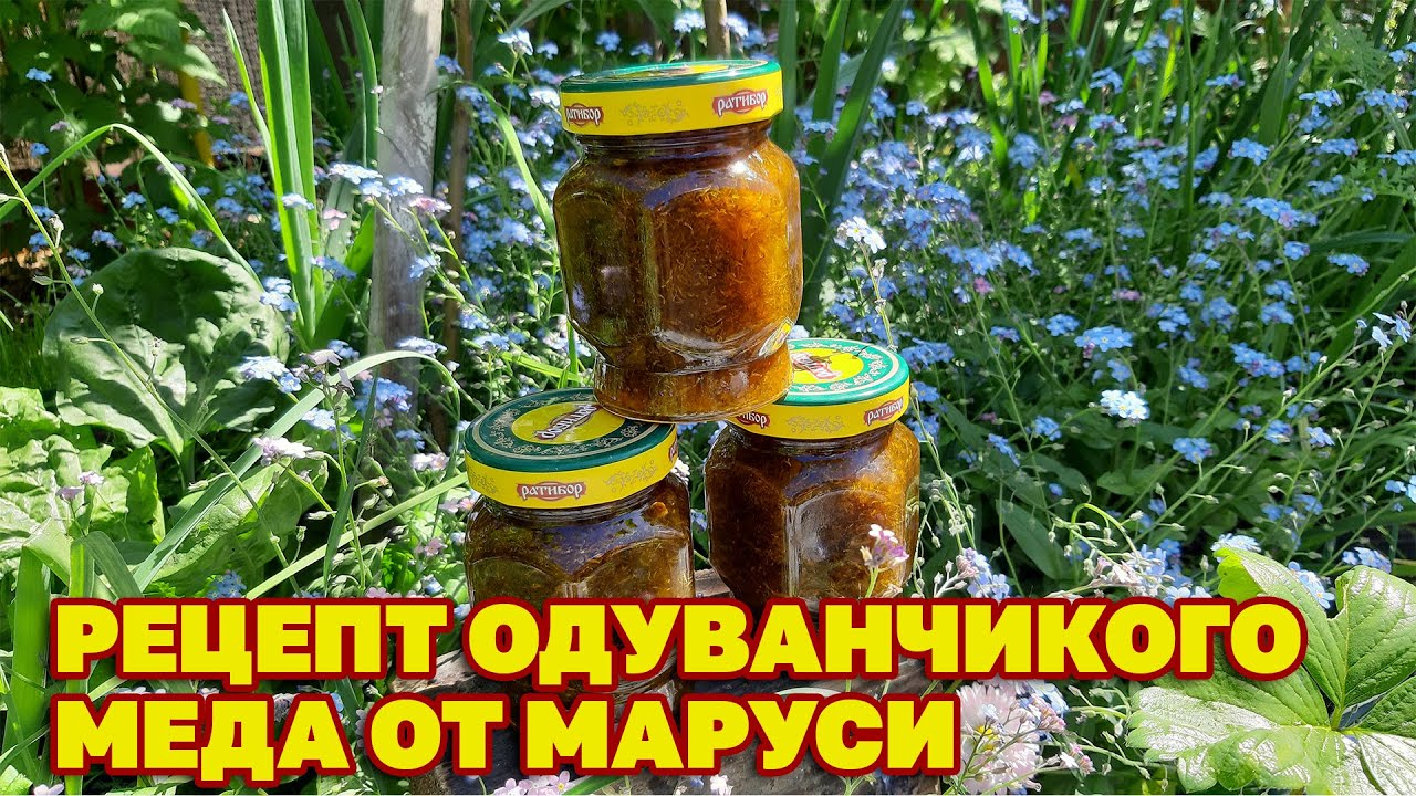 ЦЕЛЕБНЫЙ МЕД СВОИМИ РУКАМИ УКРЕПЛЯЕТ ИММУНИТЕТ ЛЕЧИТ БРОНХИ/Taraxacum Honey@obovsemsmarusya