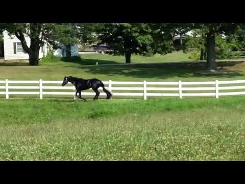 Full Metal Jacket Aqha