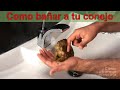 Como bañar a un conejo enano 🐰🐰🚿🚿¿Debemos hacerlo?