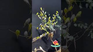 🐦Love Birds🐦 #entertiament #kollam #youtubeshort #youtubefeed #lovebirds #short