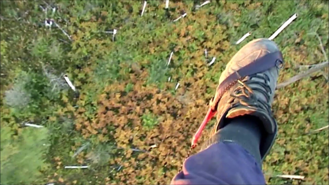 Лосиха и лосенок в лесу. Видеонаблюдение с параплана - YouTube