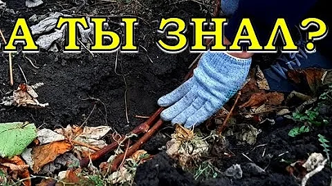 Как правильно обрезать и укрыть ВИНОГРАД на зиму🍇🍇🍇