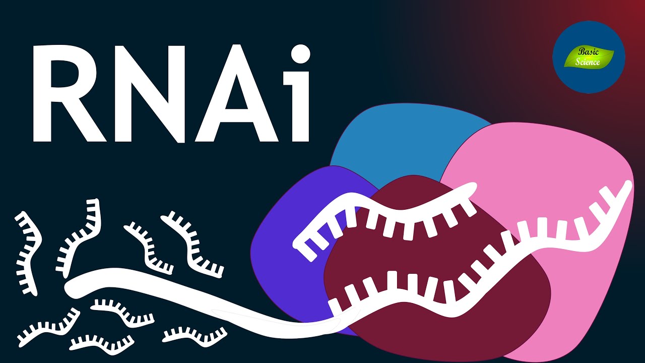 RNA Interference I Gene silencing | Basic Science Series - YouTube