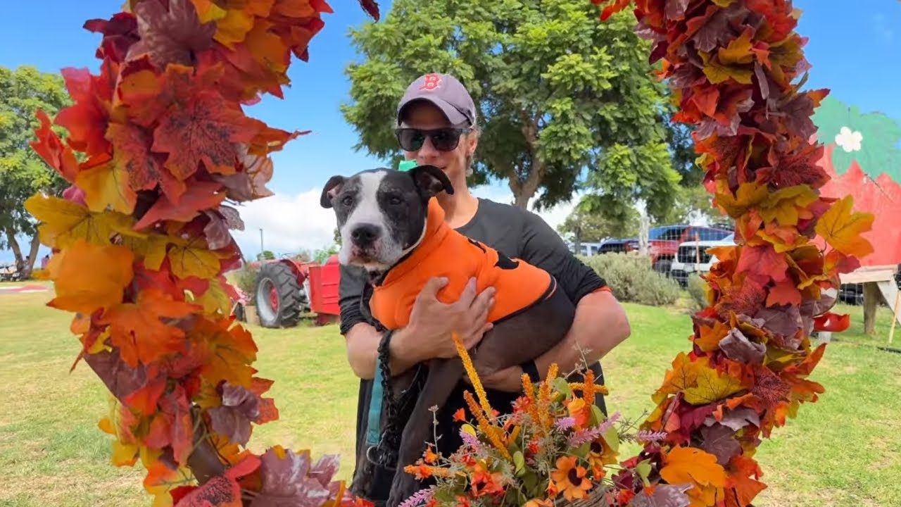 Visitng Kula Farms Pumpkin Patch with 13yo Rescue Dog, Celebrating Halloween on Maui, Hawaii 2025