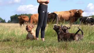 Staffordshire Bull Terrier  - distracted by cow when having fun by Stafficzki Spiczki FCI  1,630 views 9 months ago 1 minute, 13 seconds