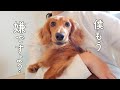 【ミニチュアダックスフンド】皆さんどうしてますか？