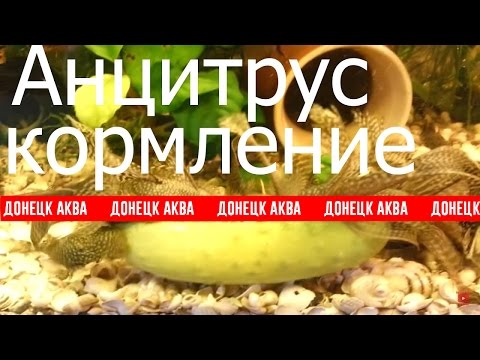 Вуалевый Анцитрус. как содержать анциструсов, Ancistrus, Zierfische, HOW TO: Breed Ancistrus fish