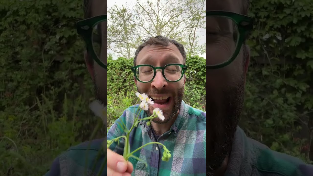 Meet Philadelphia fleabane 