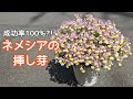 『ネメシア』成功率100%?!ネメシアの挿し芽#ガーデニング #挿し芽#挿し木