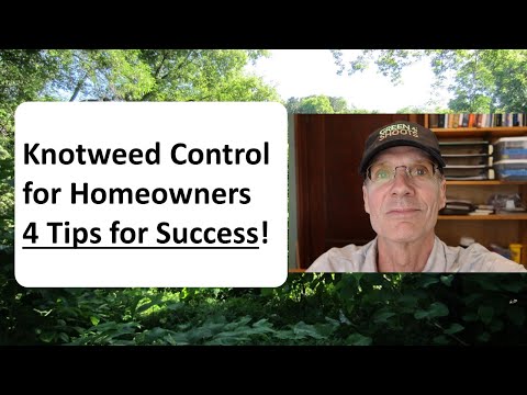 Video: Planta de Knotweed japonés: Métodos de control para Knotweed japonés