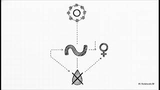 Can the placement of a mechanical support pessary for an advanced cystocele... | WHC Clinical FAQ