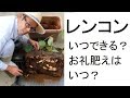 蓮のレンコンいつできる？お礼肥えはいつ？