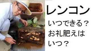 蓮のレンコンいつできる？お礼肥えはいつ？