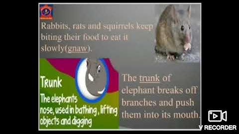 Class 3, EVS, Ch 5,Animals Around Us