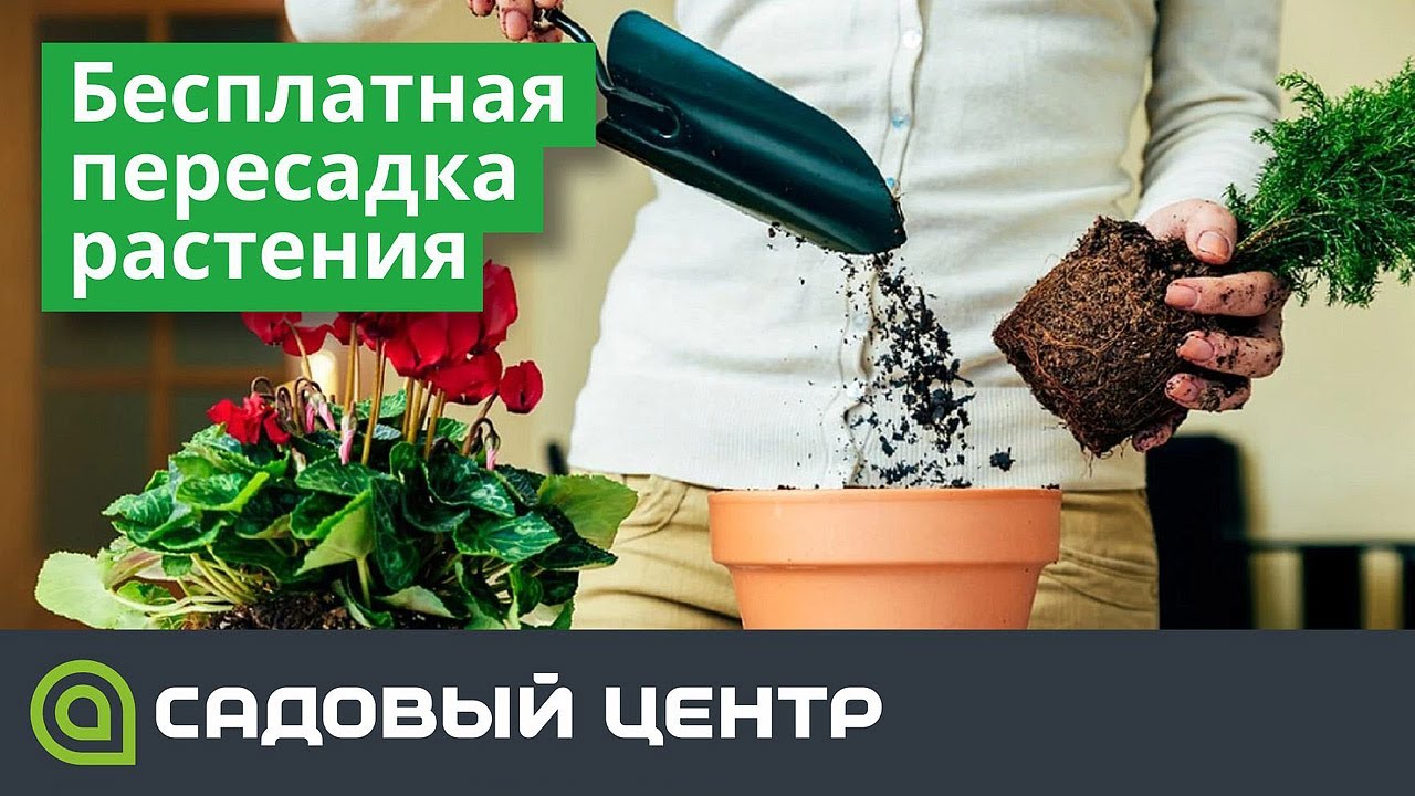 пересадки на автобусах пермь. пересадки на автобусах пермь. бесплатная пересадка. пересадки пермь. бесплатные пересадки на наземном транспорте москвы.