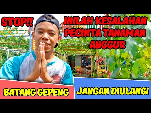 Video: Teman Gelap - Pecinta Anggur