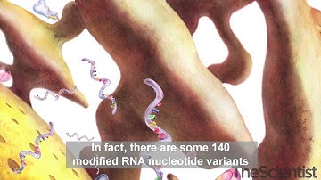 RNA Epigenetics