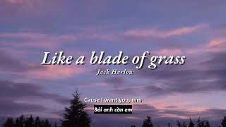 Vietsub | Like A Blade Of Grass - Jack Harlow | Lyrics Video