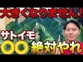 【猛暑を乗り切れ】大きくていい里芋を作るためにやって欲しい〇〇作業