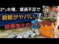 【１６歳少年の２トン池】濾過不足で【錦鯉がヤバい事に、、】　自宅池　大型水槽　#錦鯉　濾過槽　当歳　#nisikigoi　ปลาคราฟ　#diy