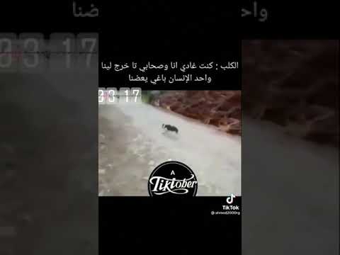 الكلب كنت غادي مع صحابي تا خرج لينا واحد الإنسان بغا يعضنا هههههه