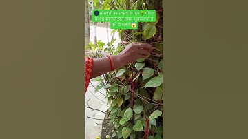 🌑सोमवती अमावस्या के दिन🌳पीपल के वृक्ष की फेरी लेते समय भूलकर भी ना करे यह गलती😱#pradeep mishra#Upay🙏