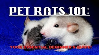 Pet Rats Care 101:The Ultimate Beginner's Guide!