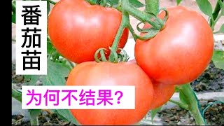 番茄苗子很旺盛却不开花结果，是什么原因，该如何解决？