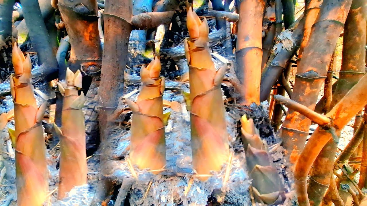 ป๊าด⁉️ บ่เคยพบเคยพ้อครั้งแรกที่ใหญ่แบบนี้หน่อไม้ไฟ